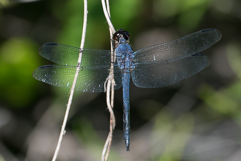 slaty skimmer